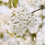 Buitengewoon Libeek * Sint Geertruid