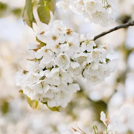 Buitengewoon Libeek * Sint Geertruid