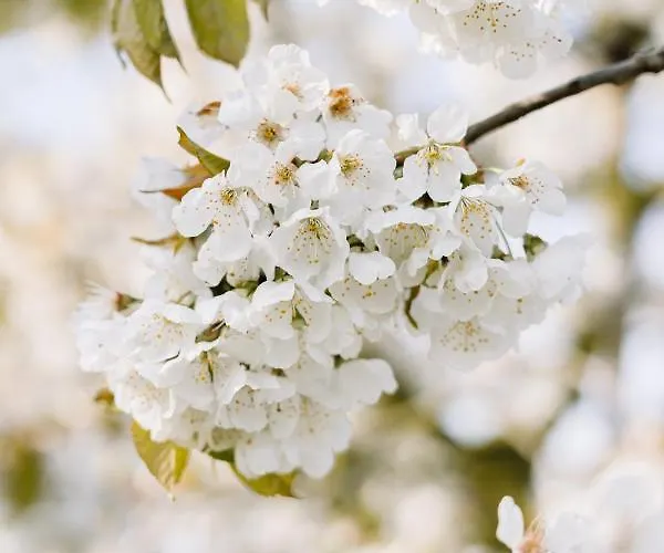 Buitengewoon Libeek * Sint Geertruid